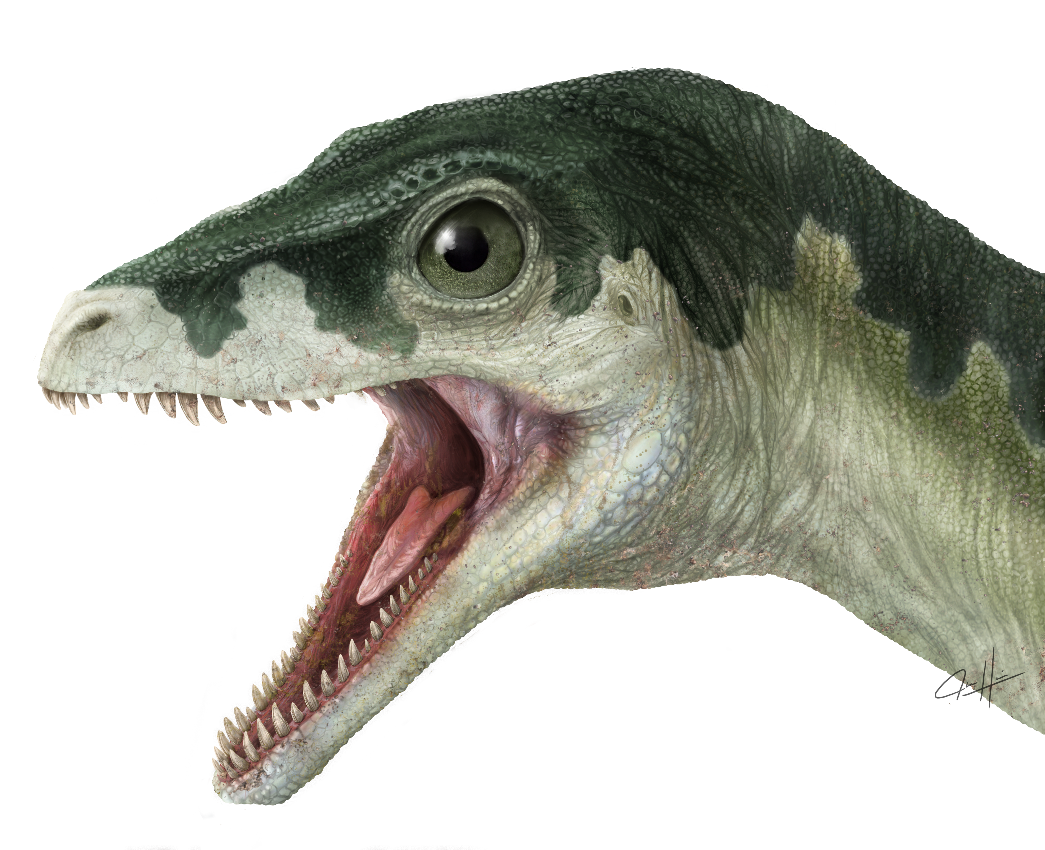 Eoraptor