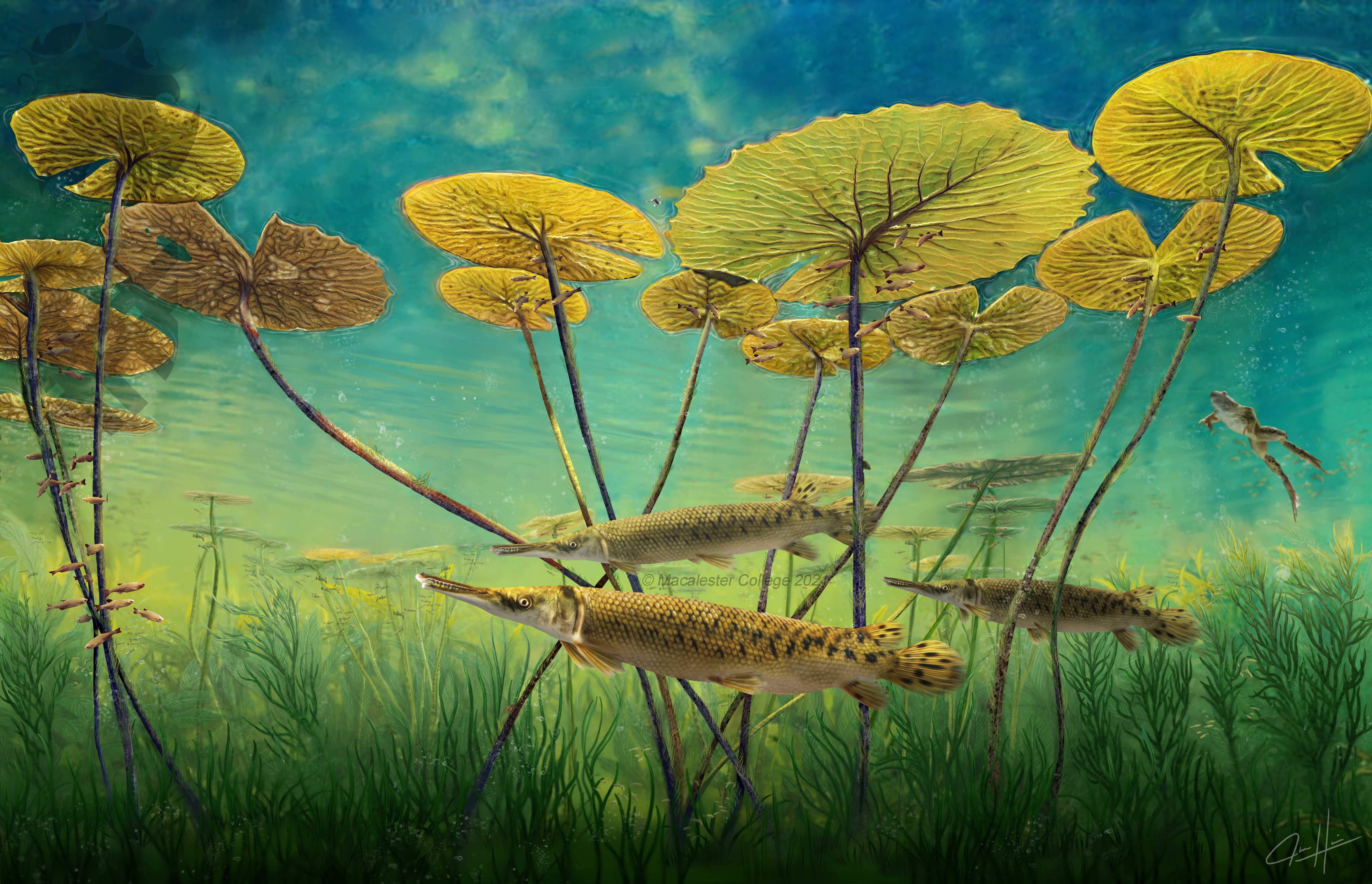 Lepisosteus under Lilies