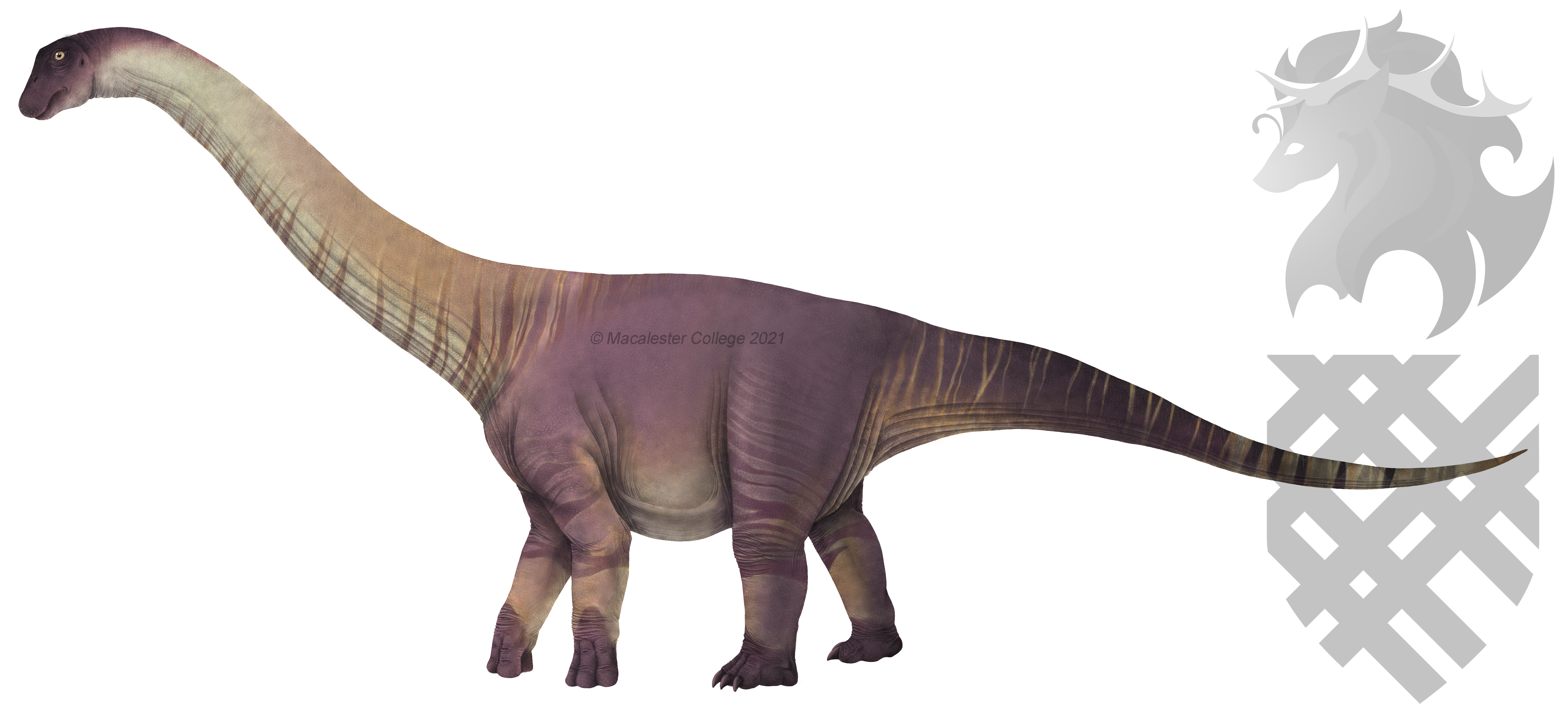 Maevaron Formation Macrofauna Studies